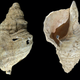 Imagen para el artículo titulado Tocan por primera vez un instrumento musical de hace 17.000 años (y suena así)